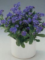 Förgätmigej, Myosotis-hybrid