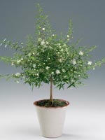 Myrten, Myrtus communis