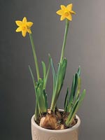 Påsklilja, Narciss, Narcissus