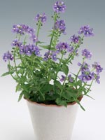 Nemesia, Nemesia hybrid