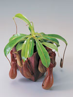 Kannranka, Nepenthes alata