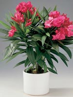 Nerium, Nerium oleander