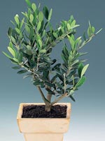 Olivträd, Olea europaea