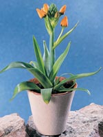 Orange stjärnlök, Ornithogalum dubium