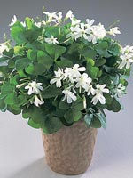 Snöoxalis, Oxalis regnelli