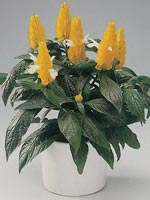 Guldax, Pachystachys lutea