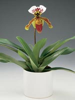 Venussko, Paphiopedilum hybrid