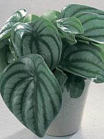 Radiatorört, Peperomia argyreia