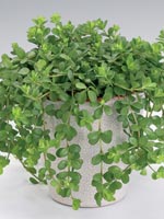 Peperomia deppeana