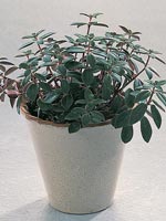 Peperomia galioides