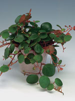 Peperomia 'Pepperspot'