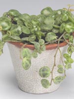 Ören-på-snören, Peperomia rotundifolia var. pilosior syn. Peperomia prostrata