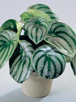 Peperomia, Peperomia sp.