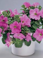 Surfinia, Petunia x hybrida Surfinia® - serien