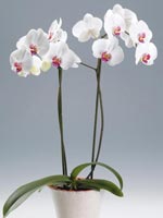 Brudorkidé, Phalaenopsis hybrid