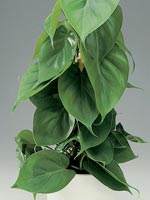 Klätterkalla, Philodendron hederaceum syn. Philodendron scandens