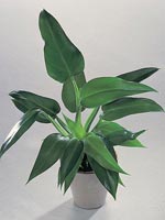 Spadranka, Brokig vingranka, Purpurranka, Philodendron sagittifolium syn. Philodendron tuxtlanum