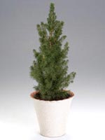 Vitgran, Picea glauca