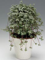 Pilea libanensis syn. Pilea glauca