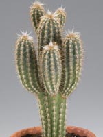 Vaddkaktus, Pilosocereus leucocephalus syn. Pilosocereus palmeri