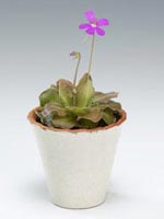 Tätört, Pinguicula agnata