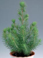 Pinje, Pinus pinea