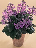 Neonljus, Plectranthus hilliardiae-hybrid