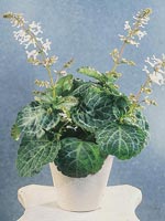 Novemberljus, Elisabetblomma, Örtendahlia, Plectranthus oertendahlii