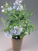 Blyblomma, Plumbago auriculata