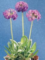 Bollviva, Primula denticulata