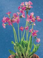 Rosenviva, Primula rosea