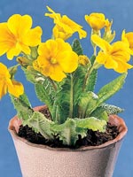 Gullviva, Primula veris