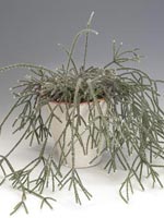 Ullbärskaktus, Rhipsalis pilocarpa