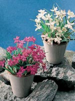 Rosenblund, Rosenstjärna, Rhodohypoxis baurii