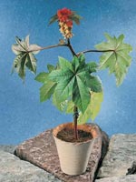 Ricin, Ricinus communis