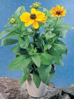 Sommarrudbeckia, Rudbeckia hirta