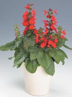 Scharlakanssalvia, Salvia coccinea