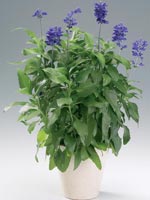 Daggsalvia, Salvia farinacea