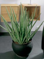 Pinnlilja, Sansevieria cylindrica