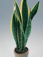 Svärmorstunga, Sansevieria trifasciata