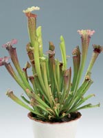 Flugtrumpet, Sarracenia hybrid