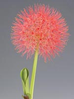 Bollilja, Scadoxus multiflorus