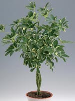 Paraplyaralia, Schefflera arboricola