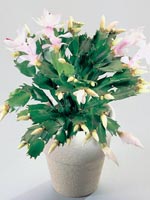 Jul- och novemberkaktus, Schlumbergera-hybrider