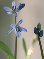 Rysk blåstjärna, Scilla siberica