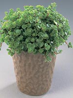 Fetknopp, Sedum makinoi