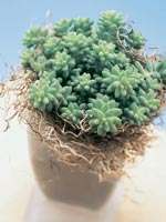 Apsvans, Sedum morganianum