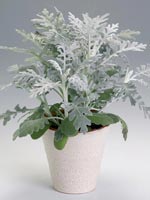 Silverek, Senecio cineraria syn. Senecio bicolor