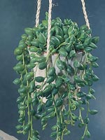 Blå pärlstånds, Senecio citriformis