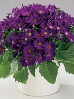 Cineraria, Pericallis × hybrida